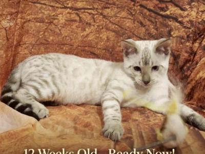 Snow Lynx Female - Bengal - Gallery Photo #1
