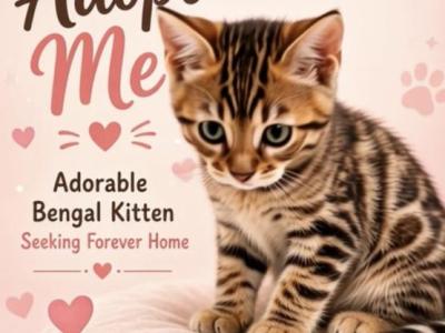 Sheba Litter - Bengal - Gallery Photo #1