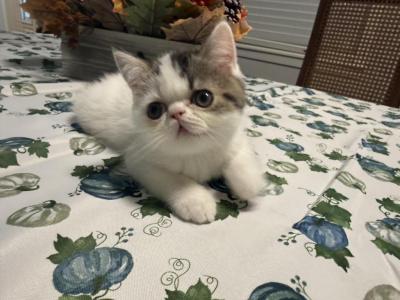 Casper - Persian - Gallery Photo #1