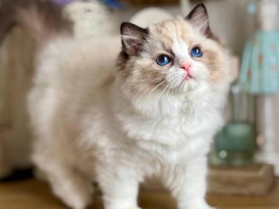 Moksha - Ragdoll - Gallery Photo #1