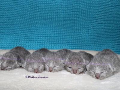 Russian Blue Halloween Kittens - Russian Blue - Gallery Photo #1
