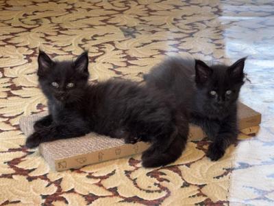 Halloween BLACK MC Kittens - Maine Coon - Gallery Photo #1