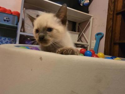 Athena's Litter Nami - Siamese - Gallery Photo #1