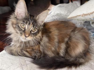 Swirled Tortie - Maine Coon - Gallery Photo #1