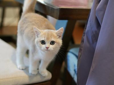 Vicky - British Shorthair - Gallery Photo #1
