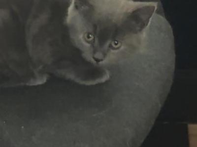 Himalayan Mix - Himalayan - Gallery Photo #1