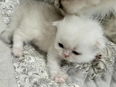 Albano - Persian - Gallery Photo #1