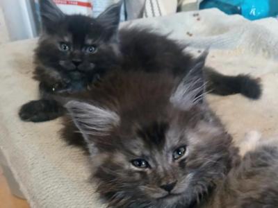 Poly Steele - Maine Coon - Gallery Photo #1