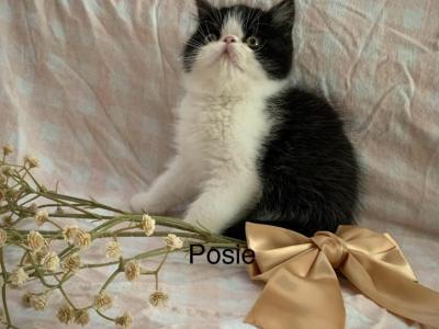 Exotic Shorthair Kittens For Loving Home - Exotic - Gallery Photo #1