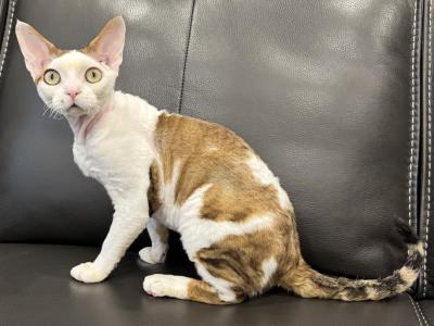 LUNAR - Devon Rex - Gallery Photo #1