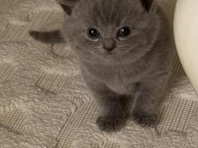 Males And Females - British Shorthair - Gallery Photo #1