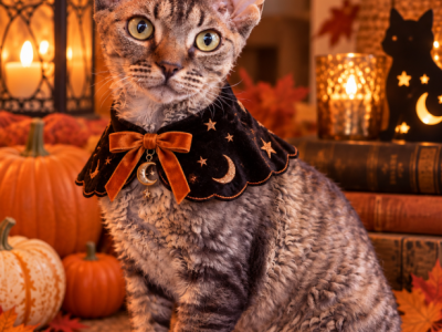 Devon Rex Female - Devon Rex - Gallery Photo #1