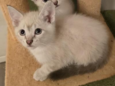 Blue Point And Lynx Point Kittens - Siamese - Gallery Photo #1