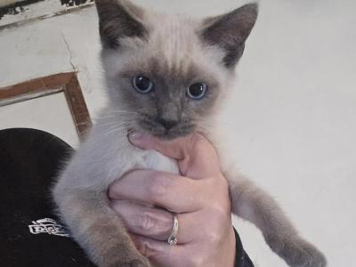 Blue Point And Lynx Point Kittens - Siamese - Gallery Photo #1