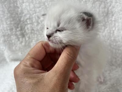 RESERVED Summa - Ragdoll - Gallery Photo #1