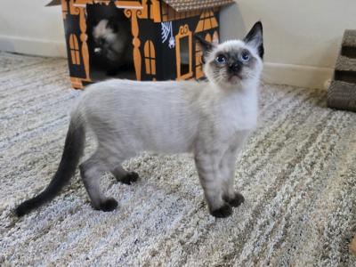Blue Point Female And Seal Females - Siamese - Gallery Photo #1