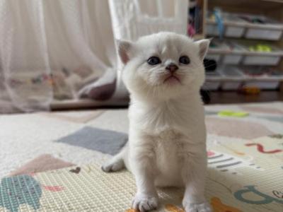 Scottish Straight Female Kitten Snow White - Scottish Straight - Gallery Photo #1