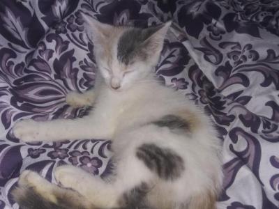 Sweetpea - Domestic - Gallery Photo #1