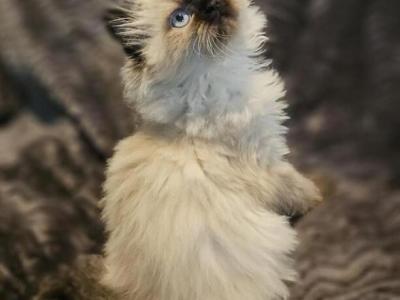 Lucy - Persian - Gallery Photo #1