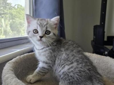 Luna - Scottish Straight - Gallery Photo #1