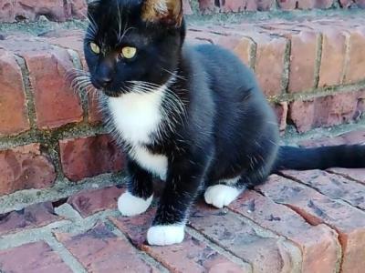 Tuxedo Kitten - Domestic - Gallery Photo #1