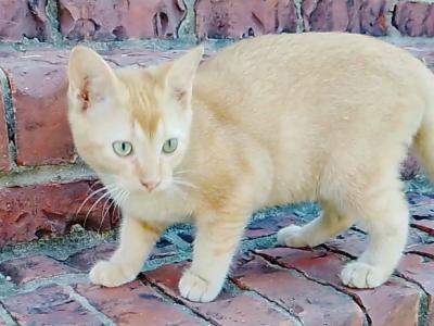 Ginger Tabby Kitten - Domestic - Gallery Photo #1
