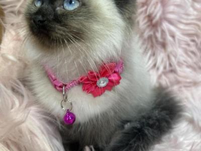 Ragdoll Female - Ragdoll - Gallery Photo #1