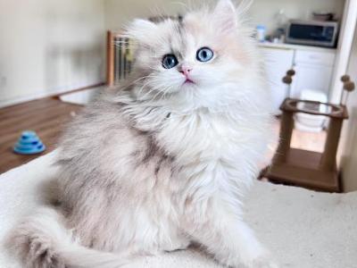 LaMajeur Cattery British Longhair Kittens - British Shorthair - Gallery Photo #1