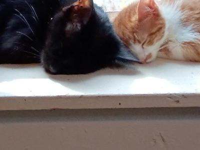 Meow Meow - Domestic - Gallery Photo #1