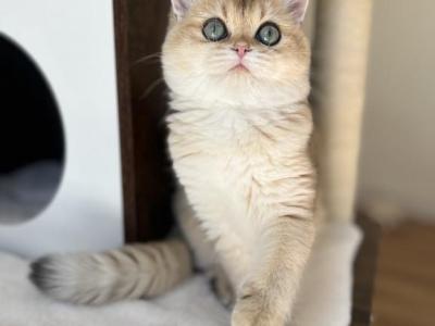 Golden British Shorthair Kitten - British Shorthair - Gallery Photo #1