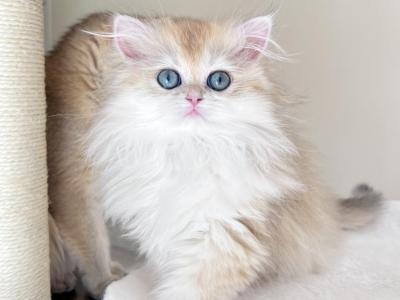 Blue Golden Chinchilla Kittens - British Shorthair - Gallery Photo #1