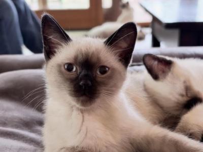 Mocha - Siamese - Gallery Photo #1