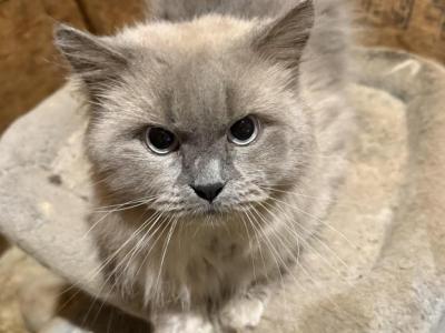CFA Registered Doll Face Blue Point Male - Persian - Gallery Photo #1