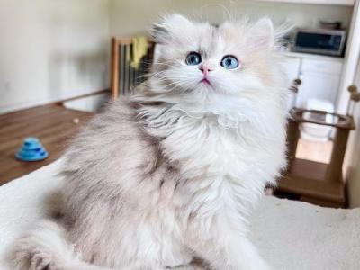 Blue And Black Golden Chinchilla Kittens - British Shorthair - Gallery Photo #1