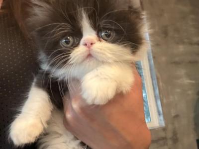 Persian Tuxedo - Persian - Gallery Photo #1