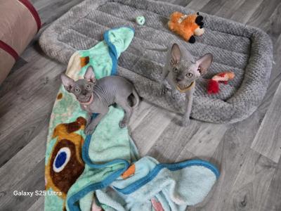 Gorgeous Sphynx Kittens - Sphynx - Gallery Photo #1
