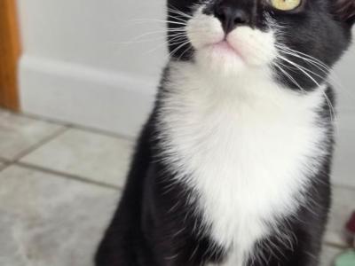 Kitten 1 - British Shorthair - Gallery Photo #1