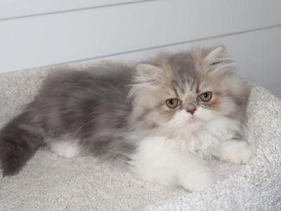 Cory - Persian - Gallery Photo #1