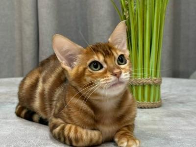 Amber - Bengal - Gallery Photo #1