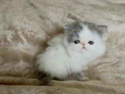 Nimbus - Exotic - Gallery Photo #1