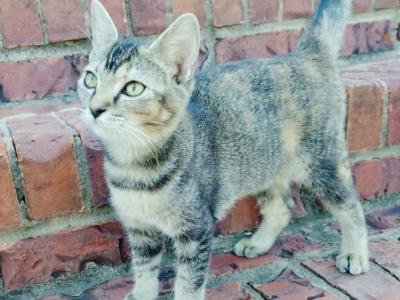 Tabby Kitten - Domestic - Gallery Photo #1