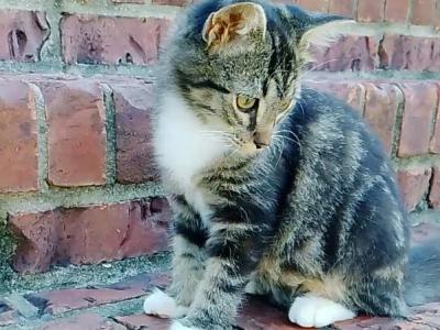 Tabby Kittens - Domestic - Gallery Photo #1