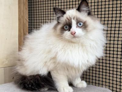 Fluffy Handsome Boy Ragdoll Male - Ragdoll - Gallery Photo #1