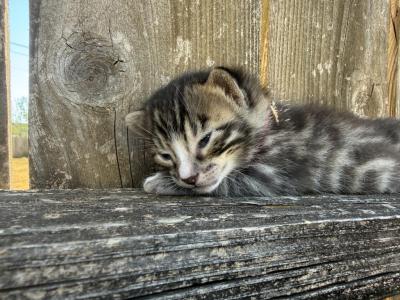 LF5 - Bengal - Gallery Photo #1