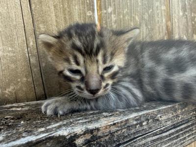 LF4 - Bengal - Gallery Photo #1