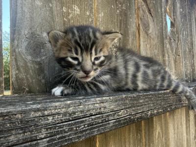 LF3 - Bengal - Gallery Photo #1