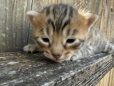 LF2 - Bengal - Gallery Photo #1