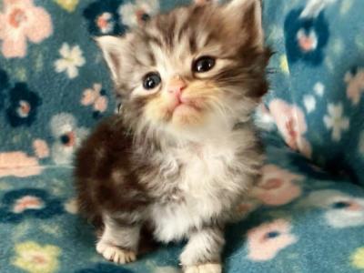 Xander - Siberian - Gallery Photo #1