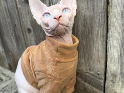 Donald - Sphynx - Gallery Photo #1