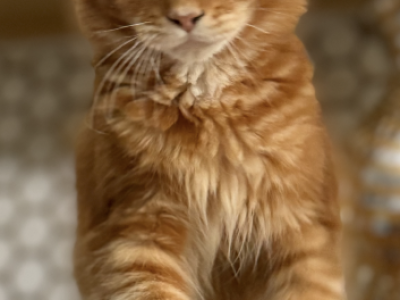 Autum - Maine Coon - Gallery Photo #1